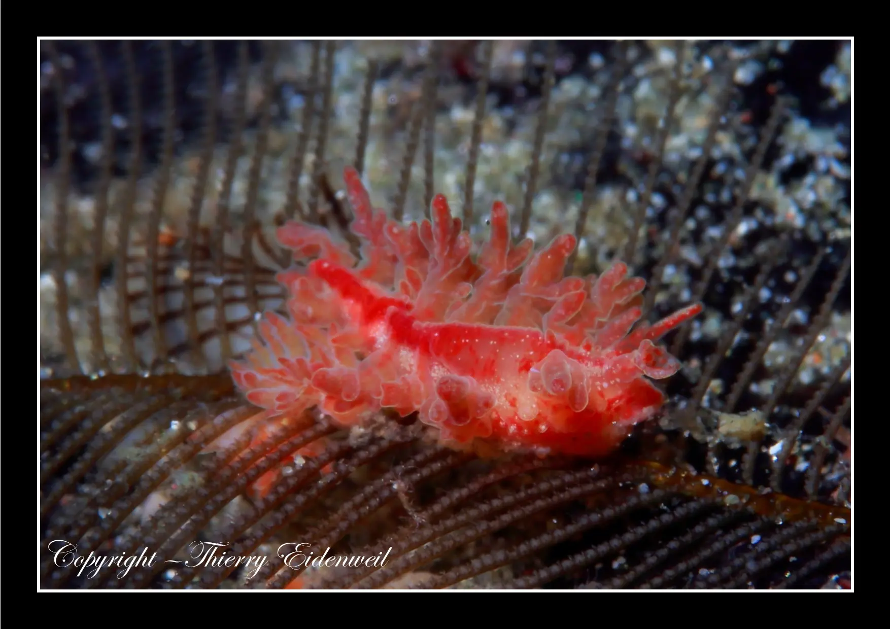 Anilao Macro Dive Media Highlight